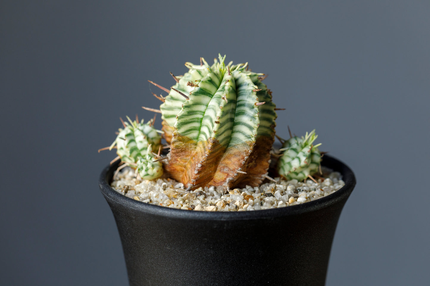Euphorbia meloformis f. variegata ユーフォルビア メロフォルミス錦