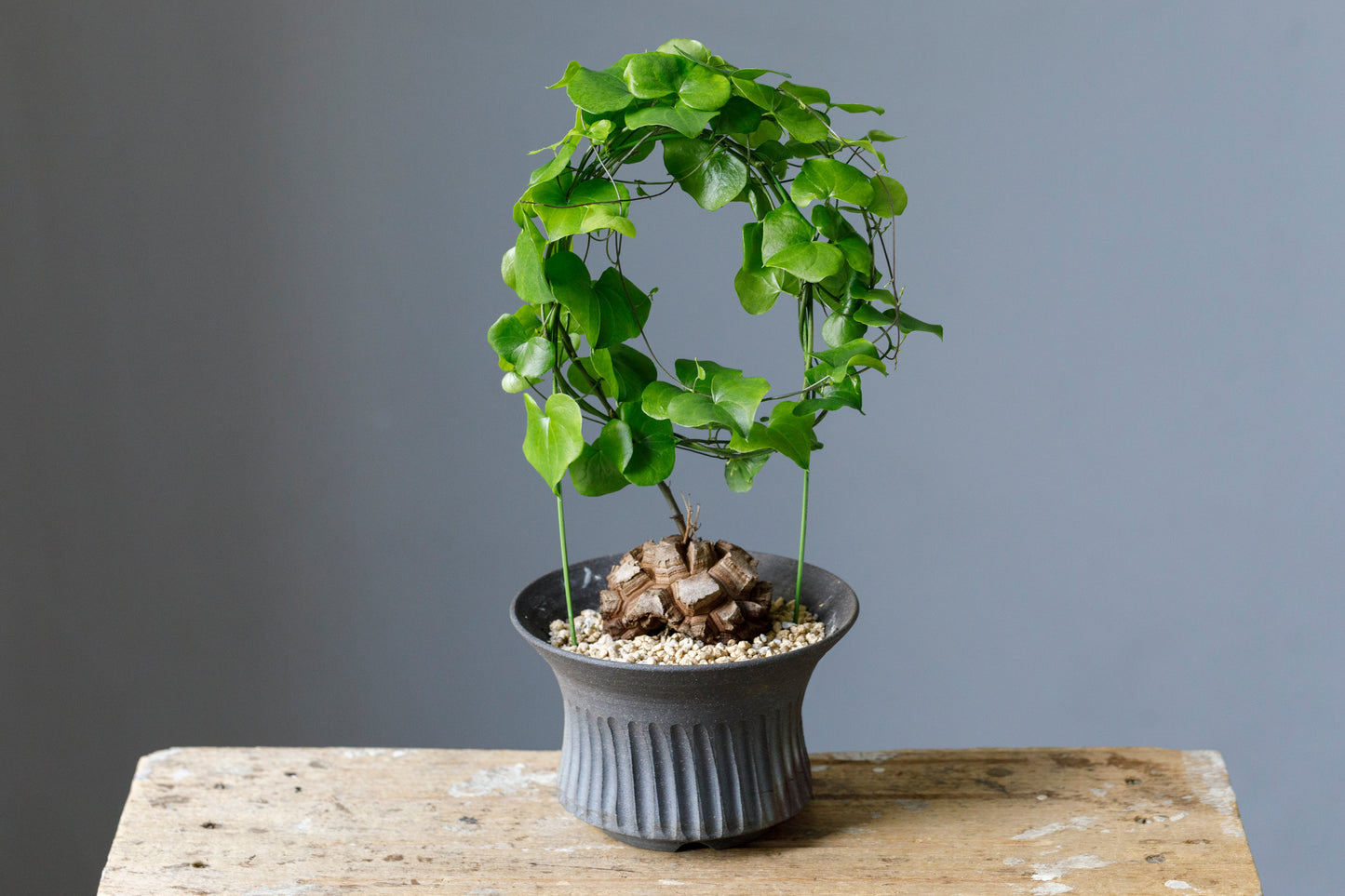 Dioscorea elephantipes アフリカ亀甲竜