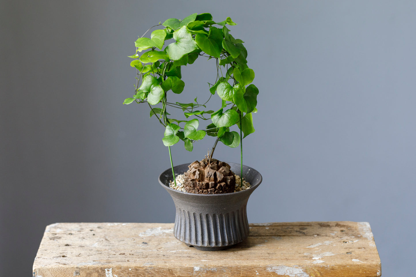 Dioscorea elephantipes アフリカ亀甲竜