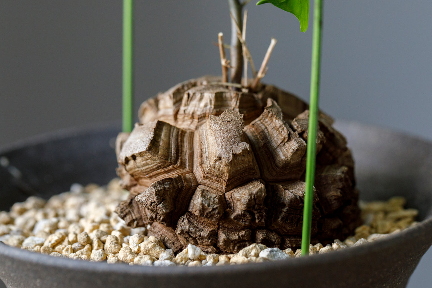 Dioscorea elephantipes アフリカ亀甲竜