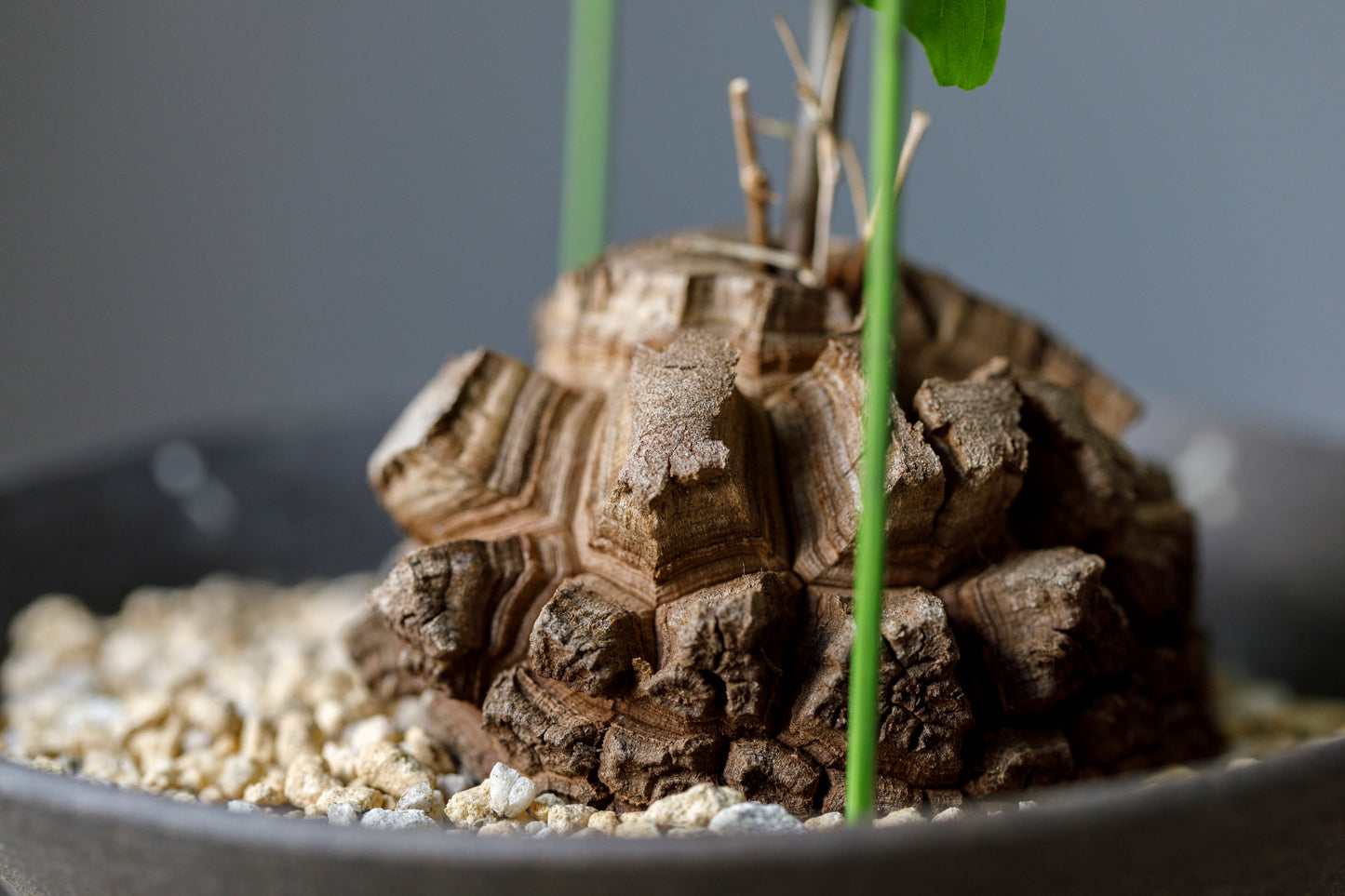 Dioscorea elephantipes アフリカ亀甲竜
