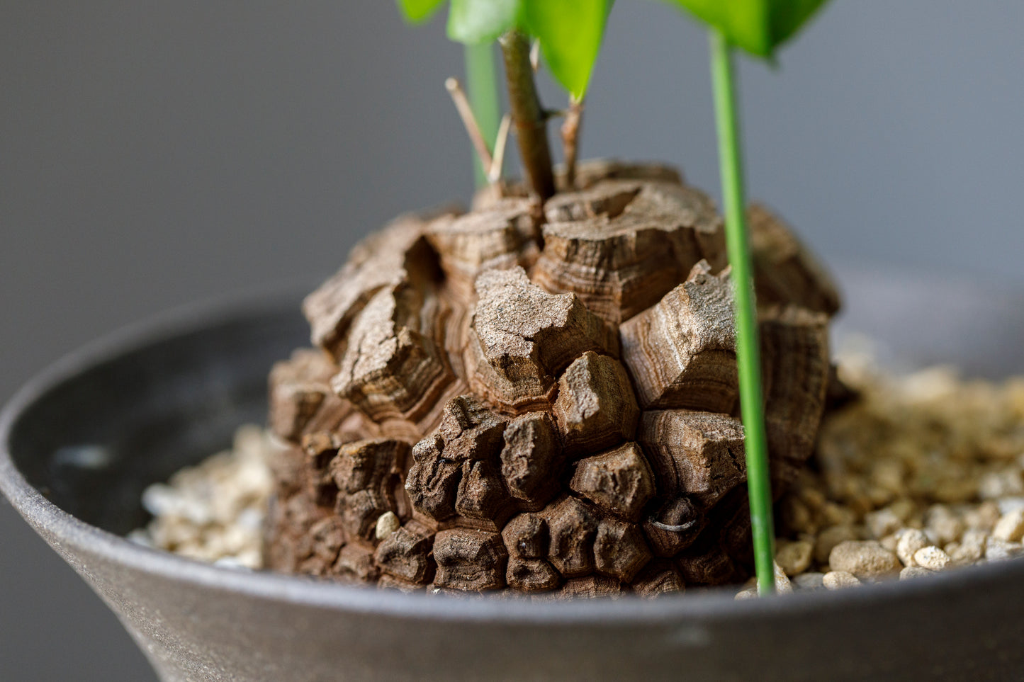 Dioscorea elephantipes アフリカ亀甲竜