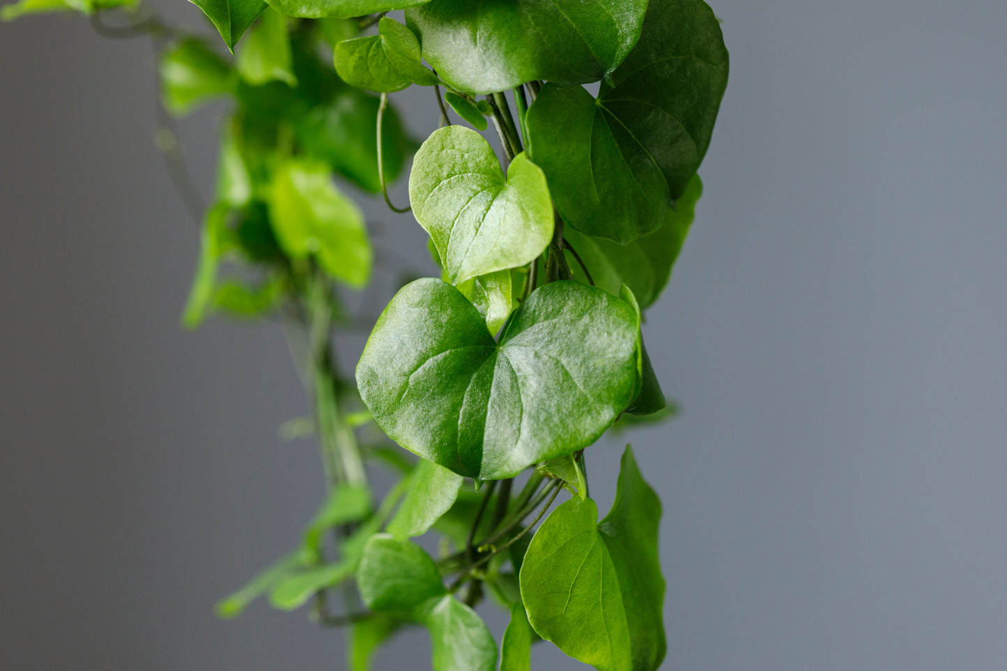 Dioscorea elephantipes アフリカ亀甲竜