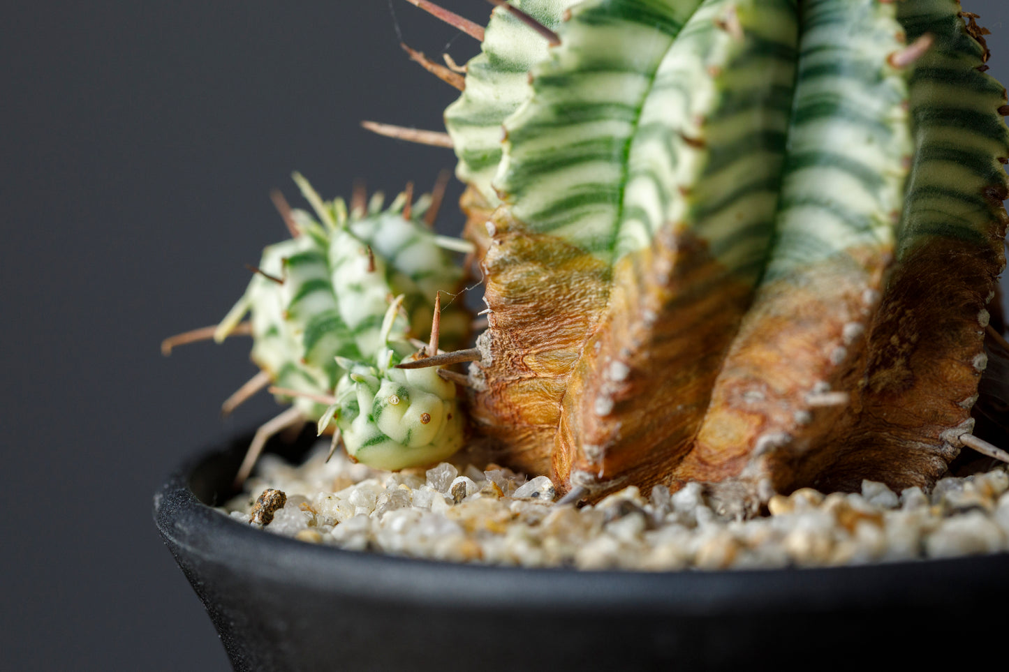 Euphorbia meloformis f. variegata ユーフォルビア メロフォルミス錦