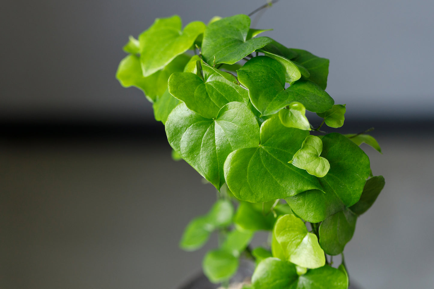 Dioscorea elephantipes アフリカ亀甲竜