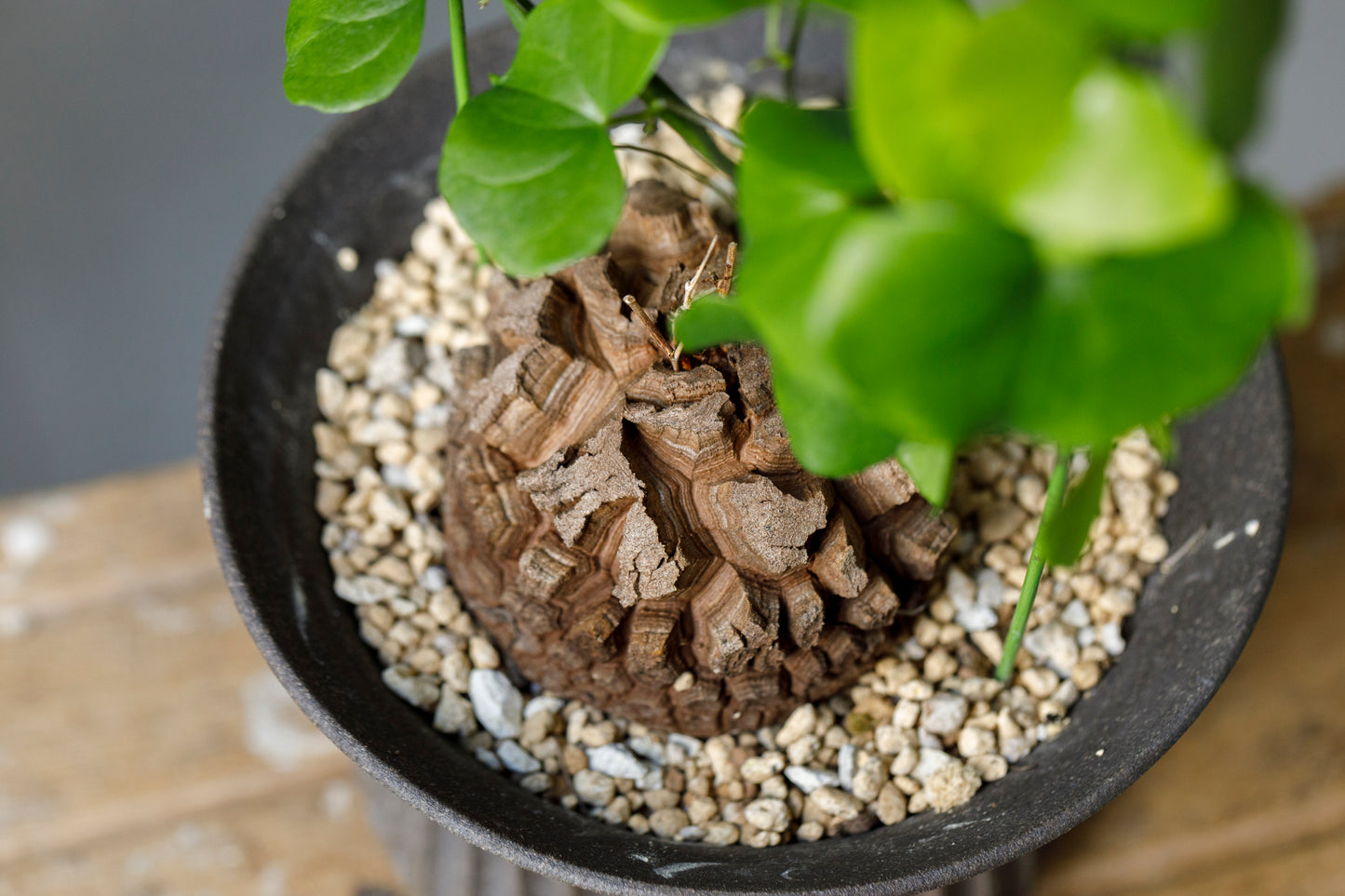 Dioscorea elephantipes アフリカ亀甲竜
