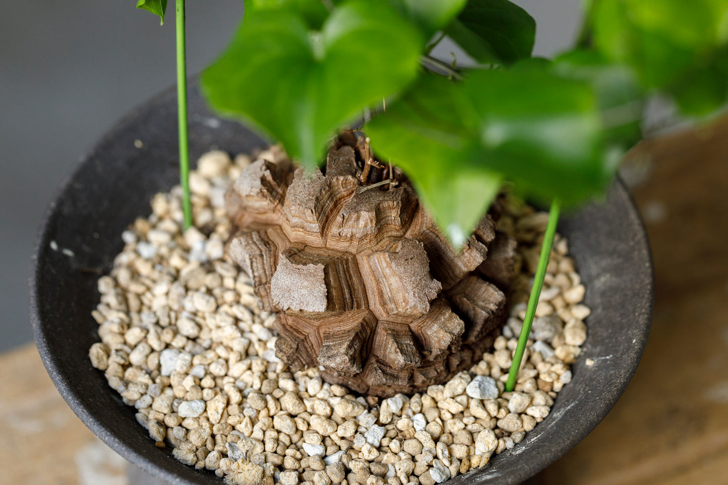 Dioscorea elephantipes アフリカ亀甲竜