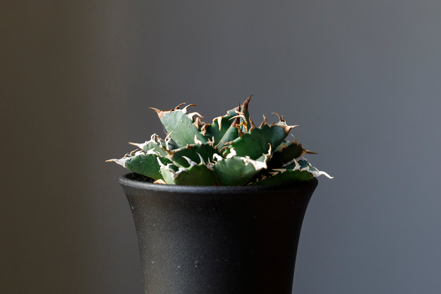 Agave titanota fo076 from Iran アガベ チタノタ fo076 イラン産 D