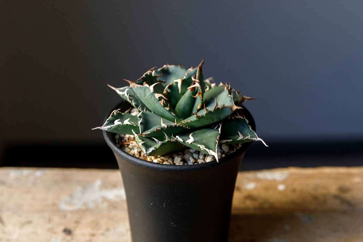 Agave titanota fo076 from Iran アガベ チタノタ fo076 イラン産 D
