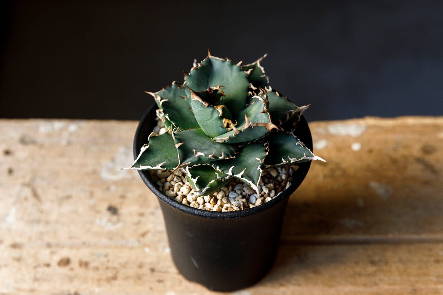 Agave titanota fo076 from Iran アガベ チタノタ fo076 イラン産 D