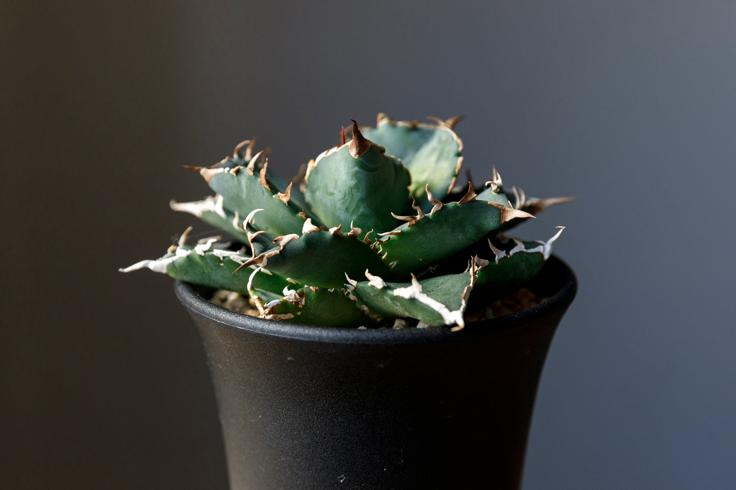 Agave titanota fo076 from Iran アガベ チタノタ fo076 イラン産 D