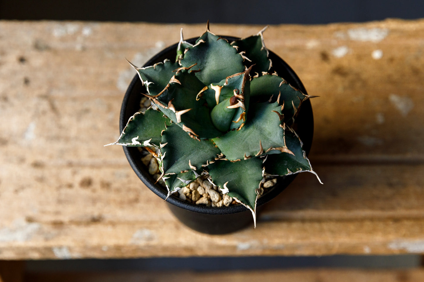Agave titanota fo076 from Iran アガベ チタノタ fo076 イラン産 D