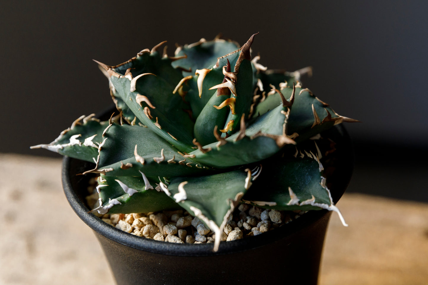 Agave titanota fo076 from Iran アガベ チタノタ fo076 イラン産 D