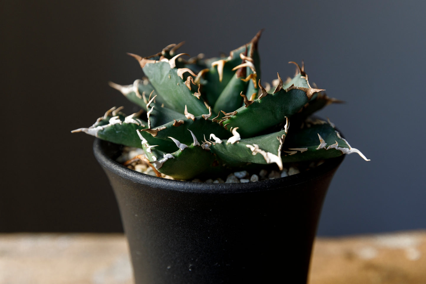 Agave titanota fo076 from Iran アガベ チタノタ fo076 イラン産 D