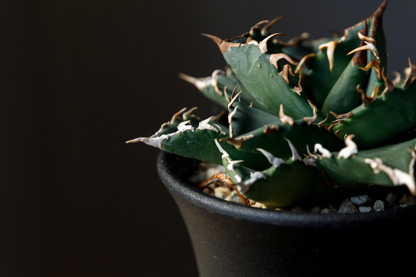 Agave titanota fo076 from Iran アガベ チタノタ fo076 イラン産 D