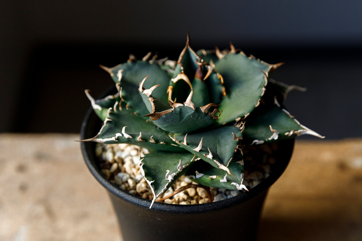Agave titanota fo076 from Iran アガベ チタノタ fo076 イラン産 D