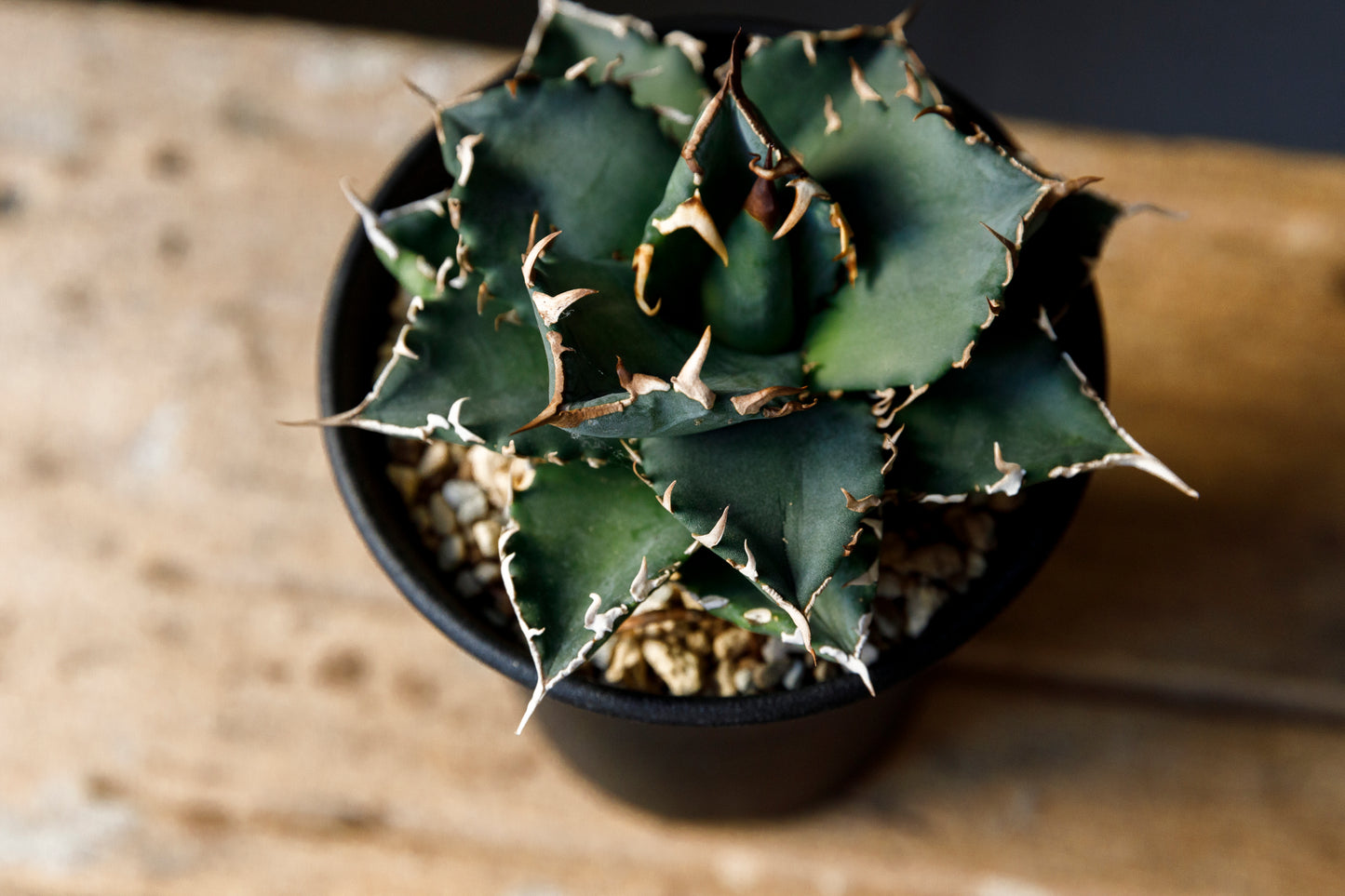 Agave titanota fo076 from Iran アガベ チタノタ fo076 イラン産 D