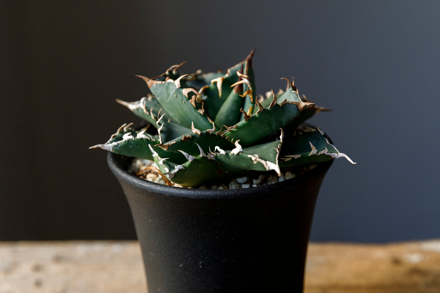 Agave titanota fo076 from Iran アガベ チタノタ fo076 イラン産 D