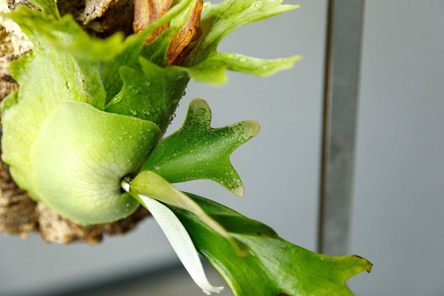 ビカクシダ ウィリンキー リトルエルフ Platycerium willinckii Little Elf