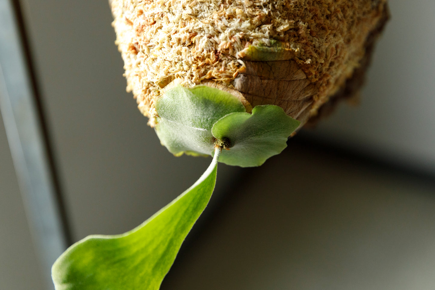 ビカクシダ ベイチー ワイルド Patycerium veitchii wild