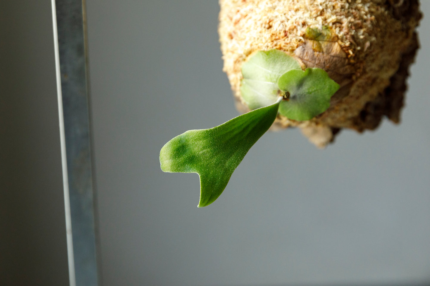 ビカクシダ ベイチー ワイルド Patycerium veitchii wild