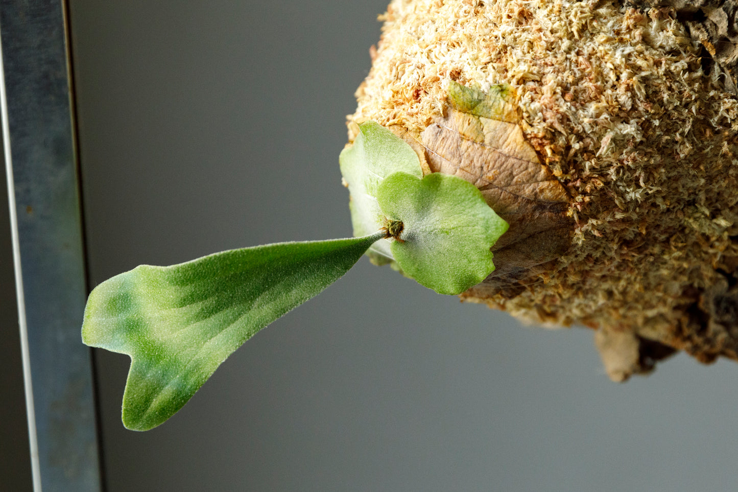 ビカクシダ ベイチー ワイルド Patycerium veitchii wild