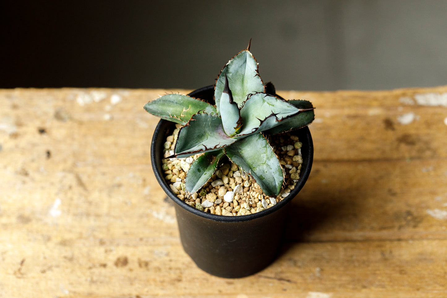 Agave titanota black&blue アガベ チタノタ ブラックアンドブルー A