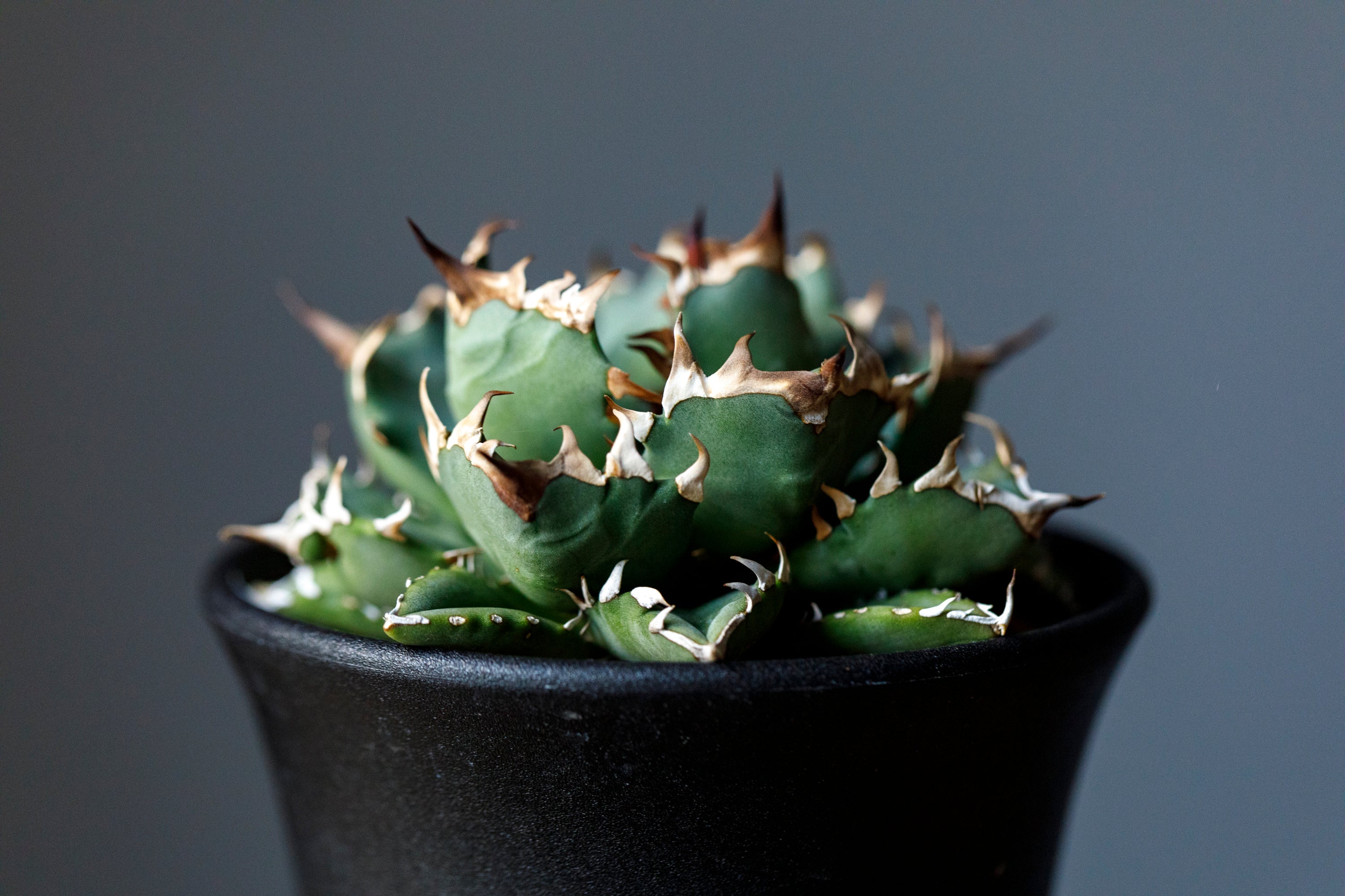 Agave Titanota White Whale from chaina アガベ チタノタ 白鯨 中国産 中株