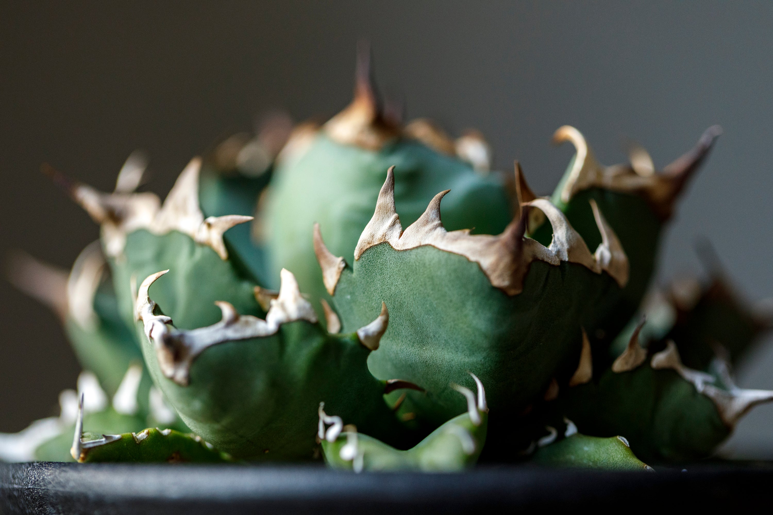 Agave Titanota White Whale from chaina アガベ チタノタ 白鯨 中国産 中株