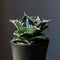 Agave titanota Genryu アガベ チタノタ 厳竜 黄覆輪 アメリカ輸入株 アメリカ輸入株
