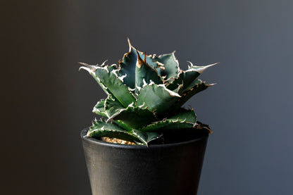 Agave titanota Genryu アガベ チタノタ 厳竜 黄覆輪 アメリカ輸入株 アメリカ輸入株