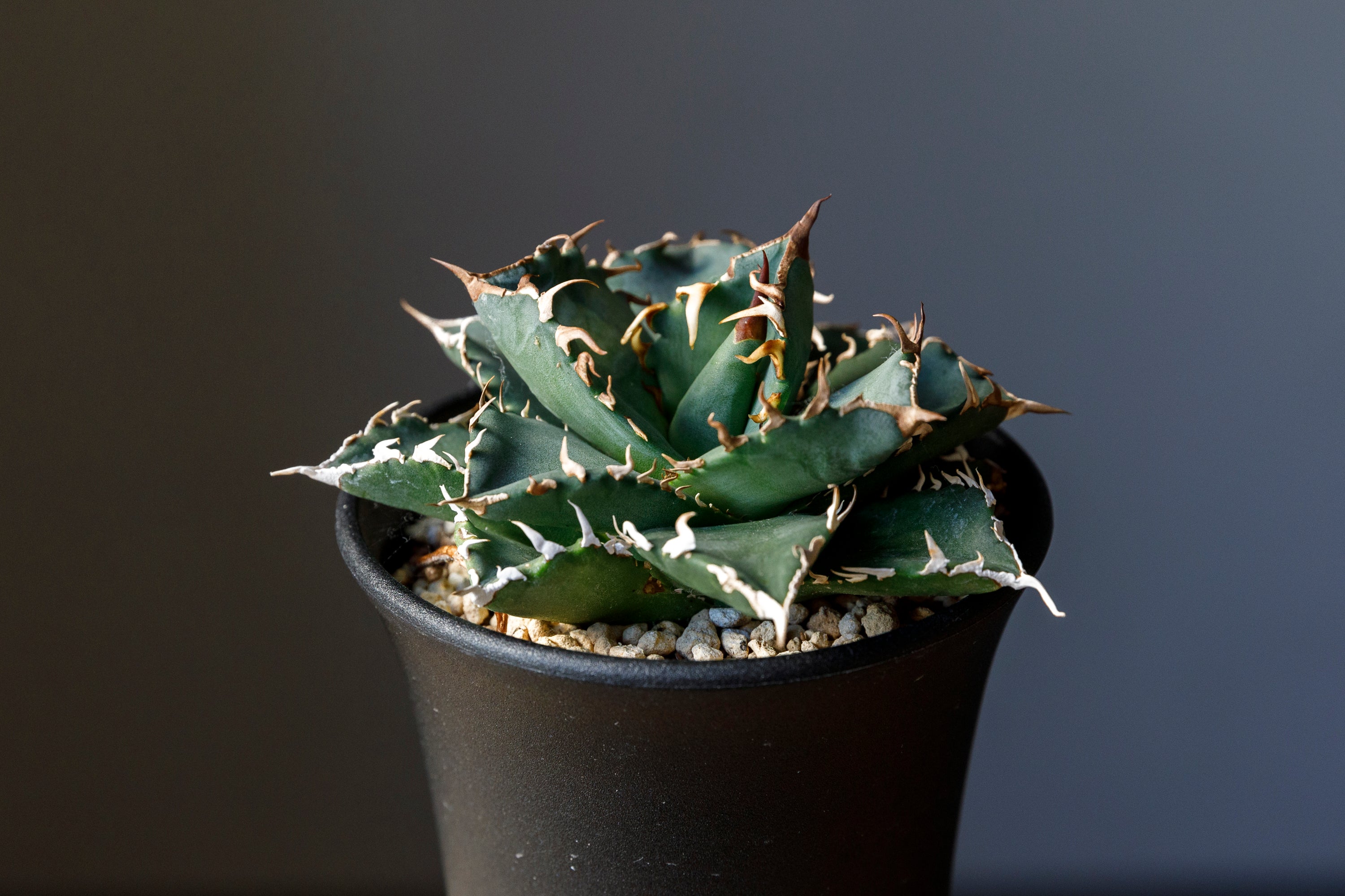 Agave titanota fo076 from Iran アガベ チタノタ fo076 イラン産 D – reggio