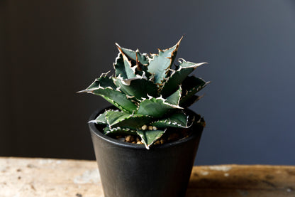 Agave titanota Genryu アガベ チタノタ 厳竜 黄覆輪 アメリカ輸入株 アメリカ輸入株