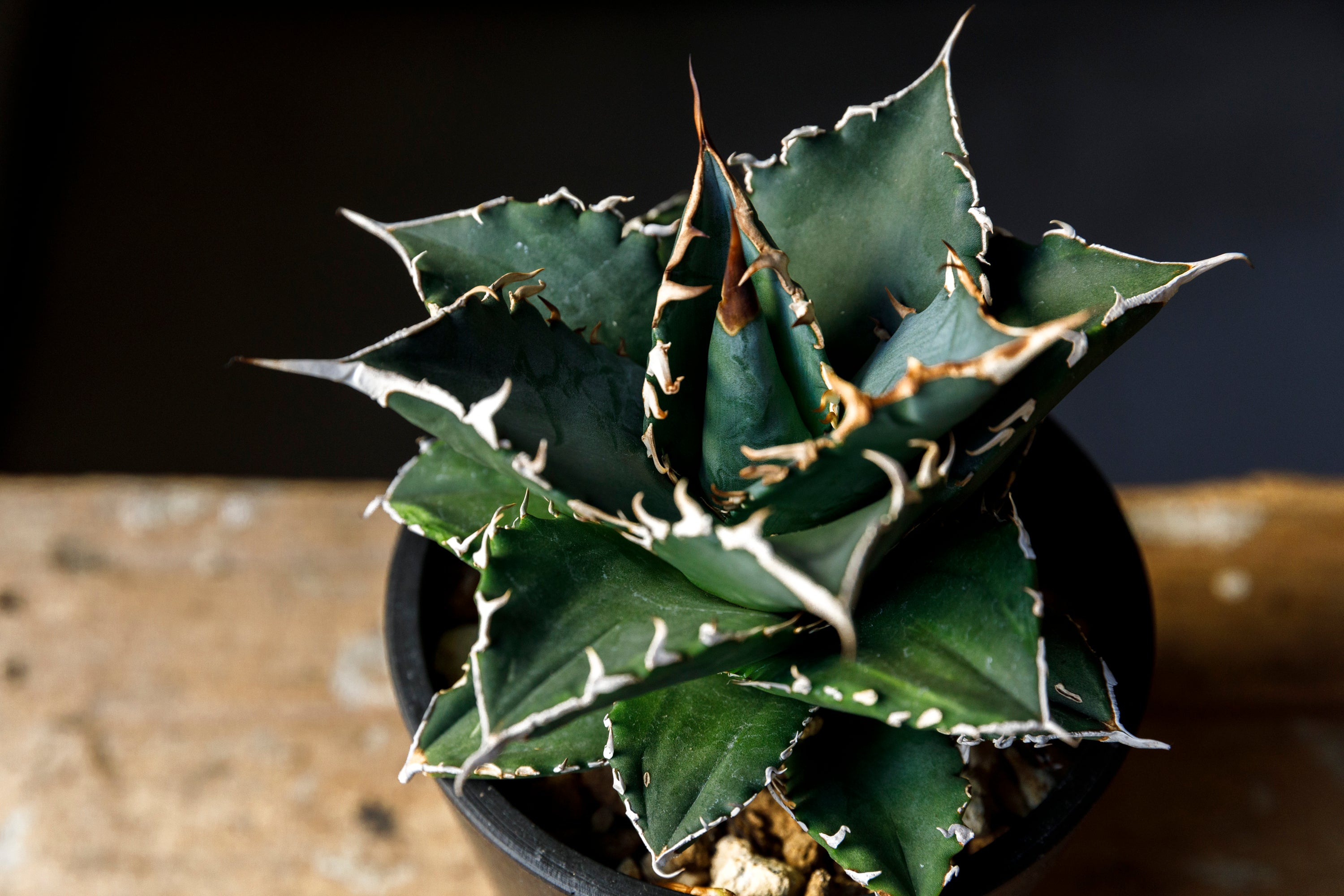 Agave titanota Genryu アガベ チタノタ 厳竜 黄覆輪 アメリカ輸入株 アメリカ輸入株