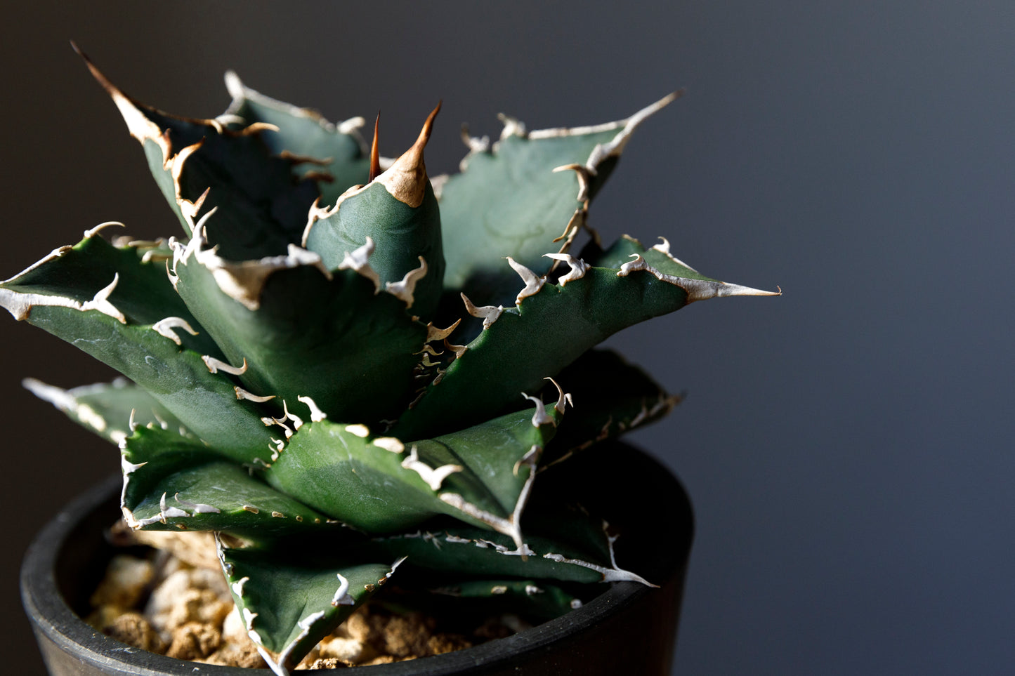 Agave titanota Genryu アガベ チタノタ 厳竜 黄覆輪 アメリカ輸入株 アメリカ輸入株