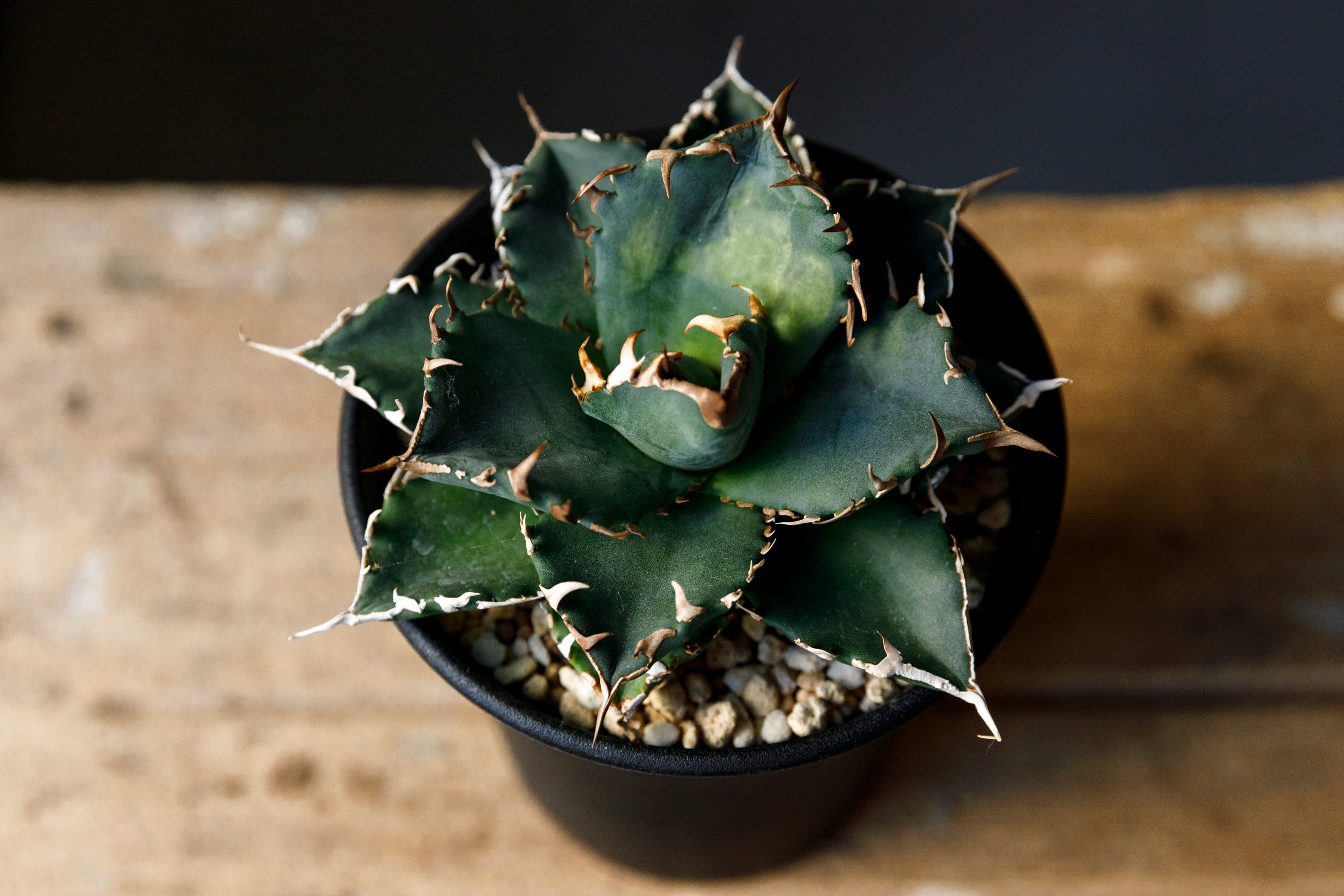 Agave titanota fo076 from Iran アガベ チタノタ fo076 イラン産 D – reggio