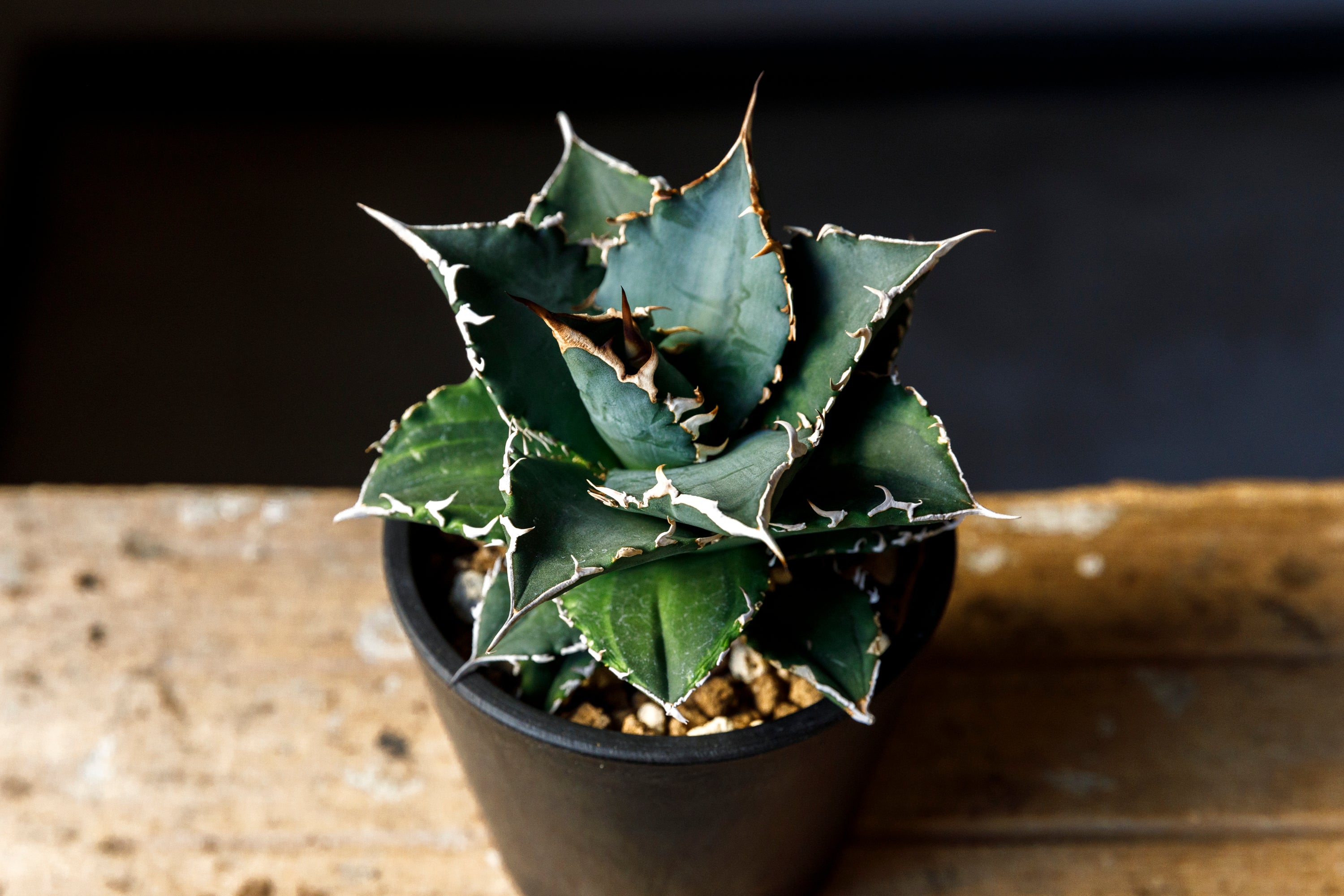 Agave titanota Genryu アガベ チタノタ 厳竜 黄覆輪 アメリカ輸入株 アメリカ輸入株 – reggio