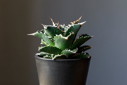 Agave titanota Genryu アガベ チタノタ 厳竜 黄覆輪 アメリカ輸入株 アメリカ輸入株