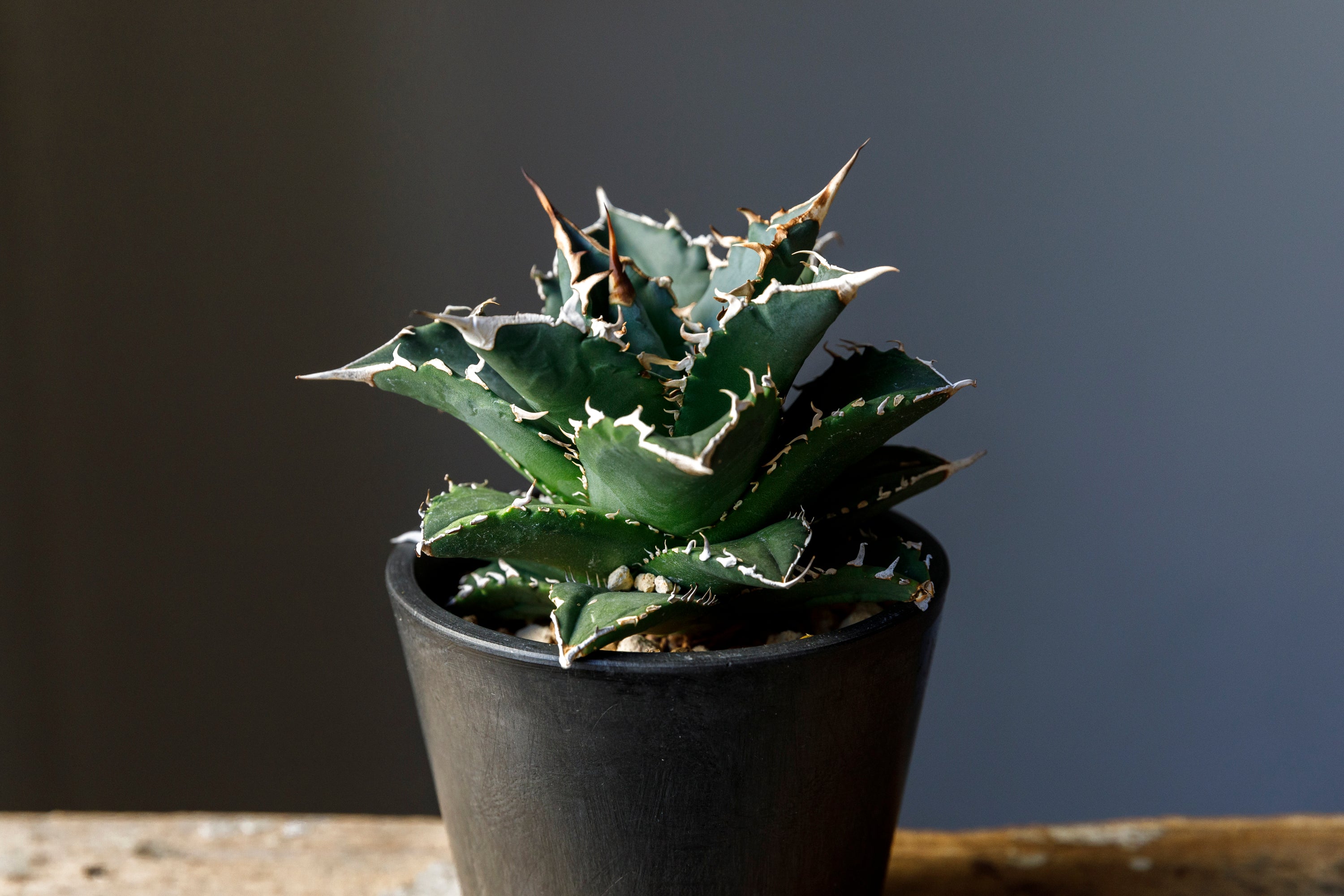 Agave titanota Genryu アガベ チタノタ 厳竜 黄覆輪 アメリカ輸入株 アメリカ輸入株 – reggio