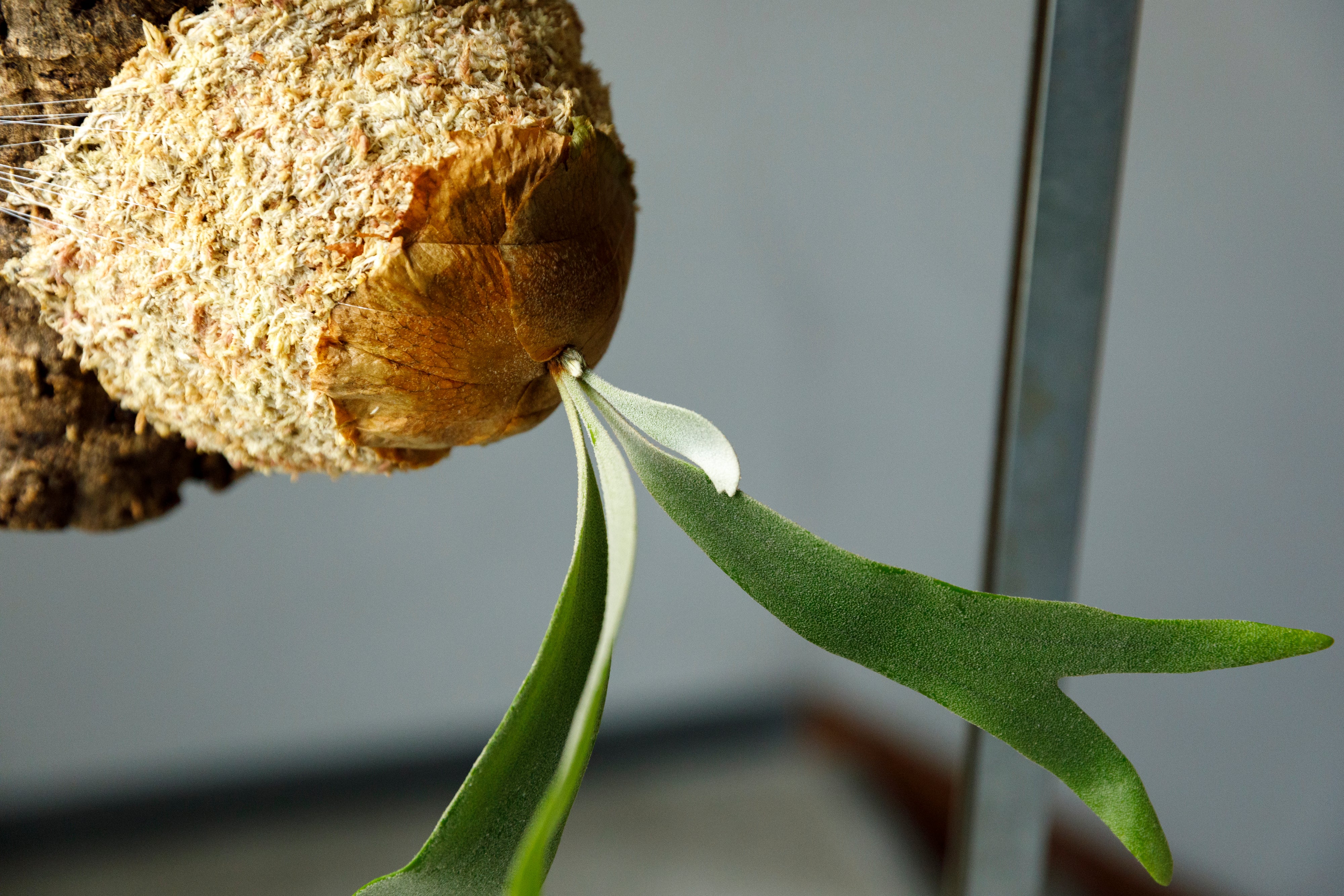 ビカクシダ ホワイトホーク Platycerium White Hawk