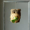 ビカクシダ ベイチー ワイルド  Patycerium veitchii wild